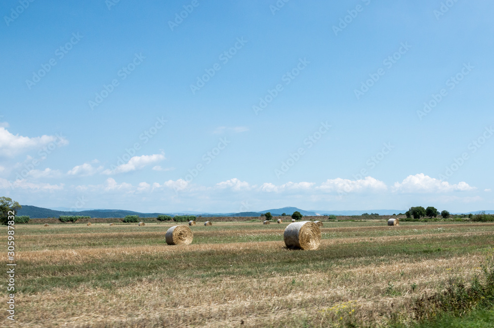 Fototapeta premium Countryside of Tuscany in summer