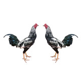 Gamecocks isolated on white background, The beauty of fighting cocks in Thailand, roosters.