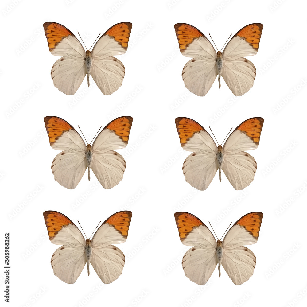 set of Hebomoia gluncippe liukiuensis isolated on white background. set of Hebomoia gluncippe liukiuensis isolated on white background.