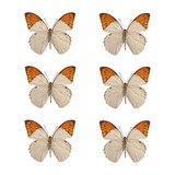 set of Hebomoia gluncippe liukiuensis isolated on white background.