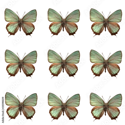 set of butterfly isolated on white, set of Favonius taxila isolated on white photo