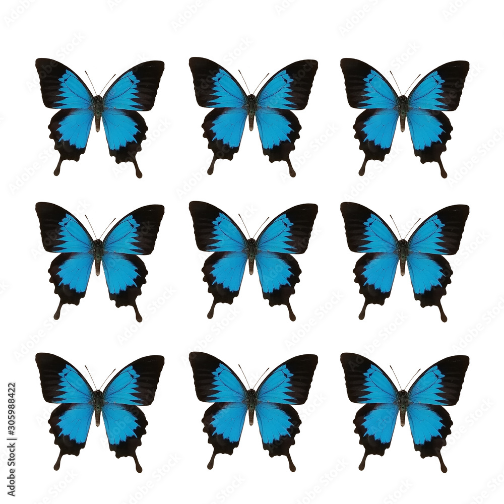 chaqlin Blue Butterfly Auto Sitzkissen,Hinterbankschutz Haustier