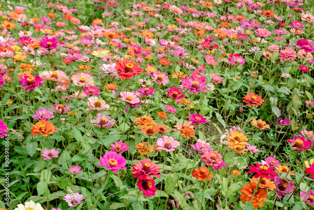 colorful cosmos flowers farm