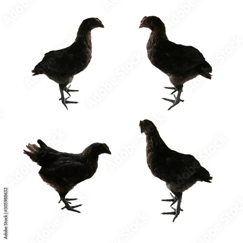 Set of Mongolian Black Bone Chickens on white background