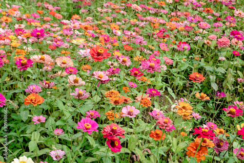 colorful cosmos flowers farm © ChenPG