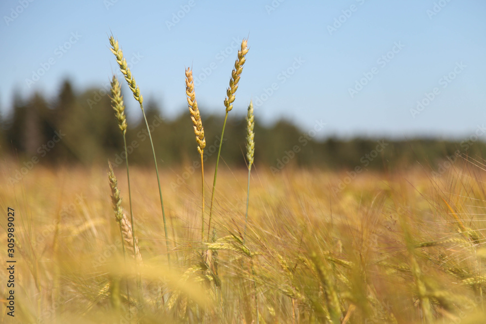 Beautiful summer field Beautiful summer field