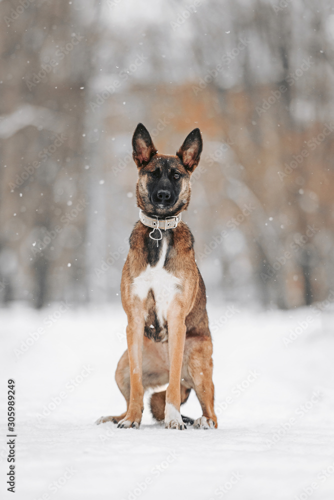 mixed breed dog with one eye posing outdoors in winter mixed breed dog with one eye posing outdoors in winter