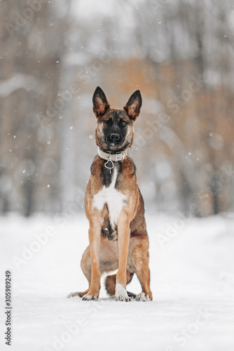 mixed breed dog with one eye posing outdoors in winter
