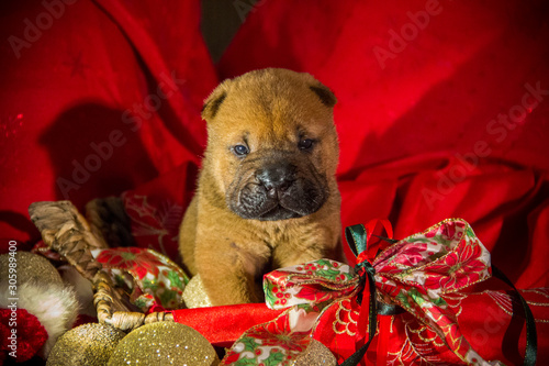 shar pei puppy xmass