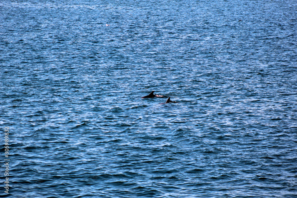 Naklejka premium Dolphin Swimming With Its Offspring