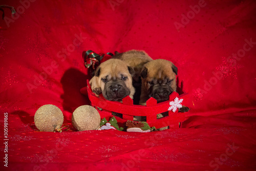 shar pei puppy xmass