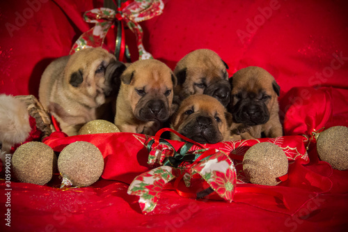 shar pei puppy xmass