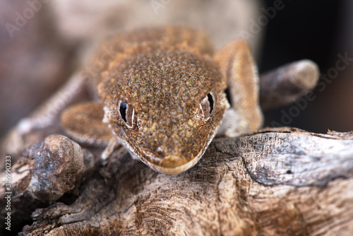 Tarentola chazaliae photo