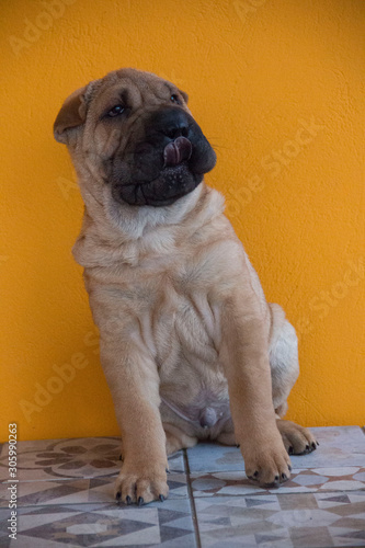 shar pei puppy