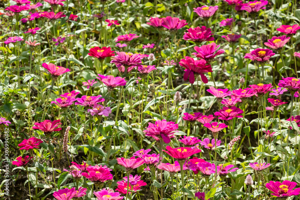 colorful cosmos flowers farm colorful cosmos flowers farm