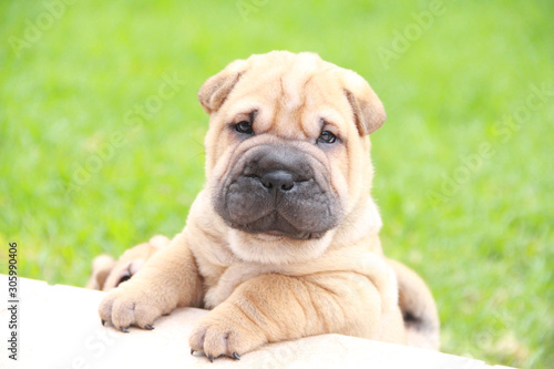 Canvas Print shar pei puppy