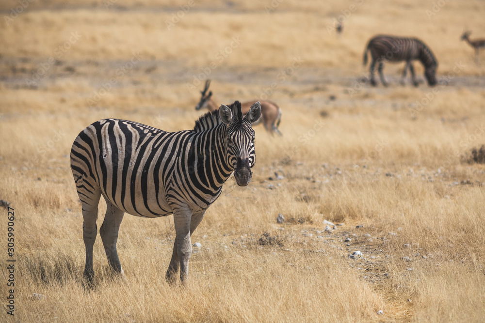 Naklejka premium Zebra im Etoscha Nationalpark