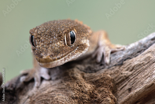 Tarentola chazaliae photo