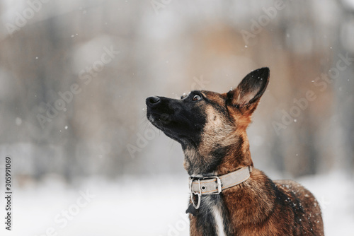 young mixed breed dog portrait outdoors in winter