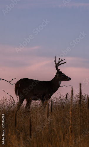 Whitetail Buck Silhouetted at Sunset