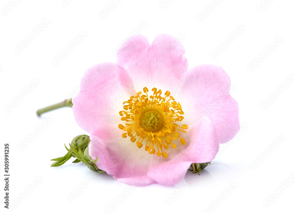 Rosehip flower  on white background. Herbal medicine. Macro.