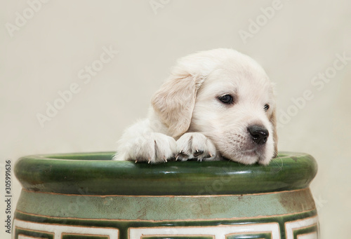 Little Golden Retriever puppy sits in a green flower pot and looks