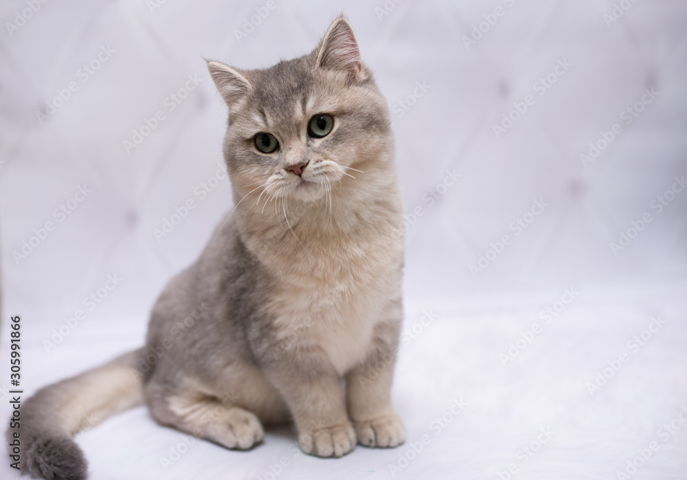 kitten scottish british cat burma munchkin animals
