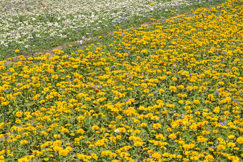 yellow cosmos flowers farm