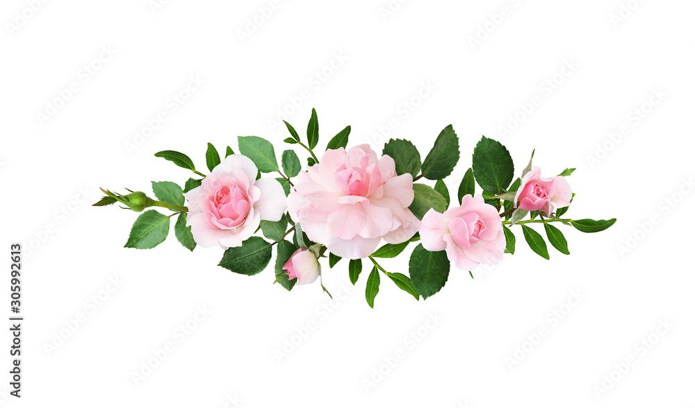 Pink rose flowers in a line arrangement