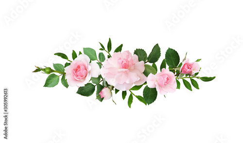 Pink rose flowers in a line...