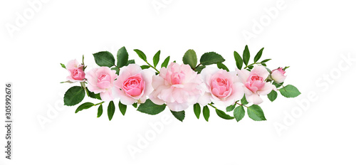 Pink rose flowers in a line...