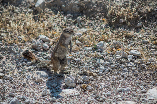 H  rnchen im Etoscha Nationalpark