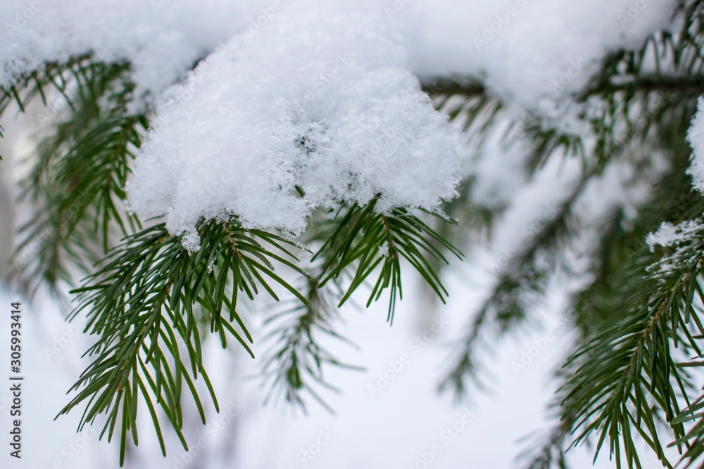 White snow on a coniferous branch.