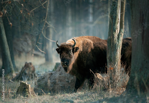 European bison in november forest
