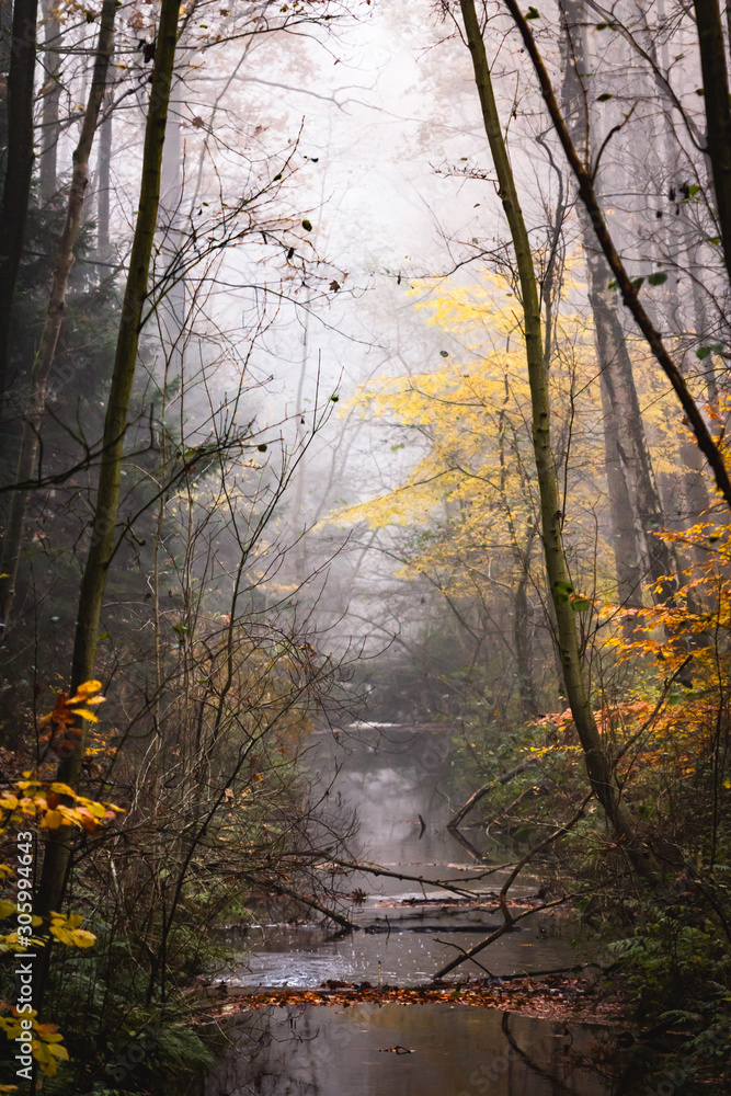 Small river in a foggy forest
