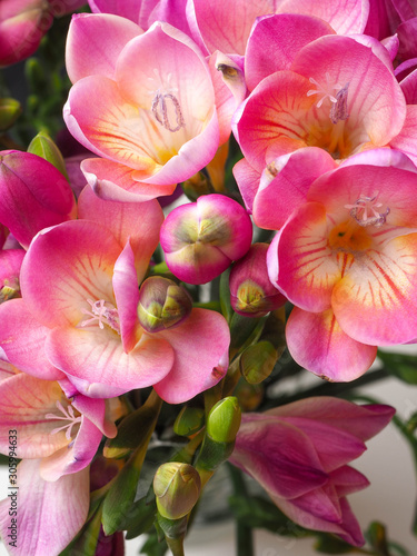 bloom of pink freesias flowers  greeting card for summer or spring holidays