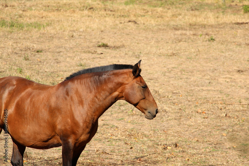 Brown young Lusitano mare roaming on field. Horse portrait.