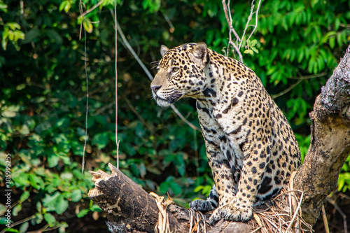 jaguar sitting in tree