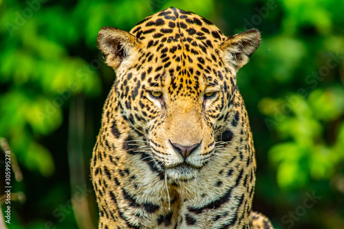 jaguar face © Tiffany
