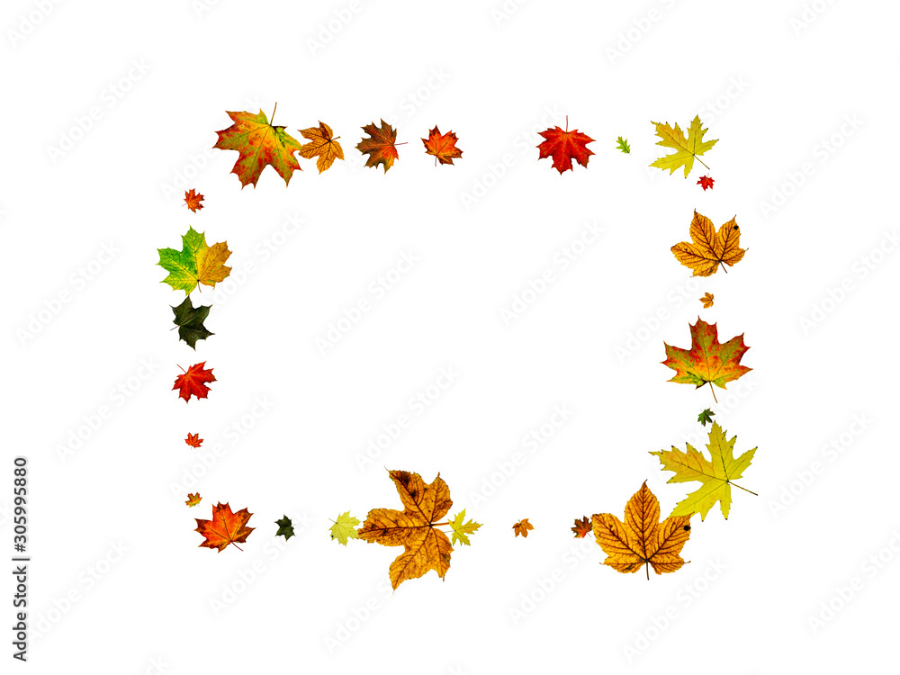 Fall background. Autumn leaves isolated on white. Season concept Fall background. Autumn leaves isolated on white. Season concept