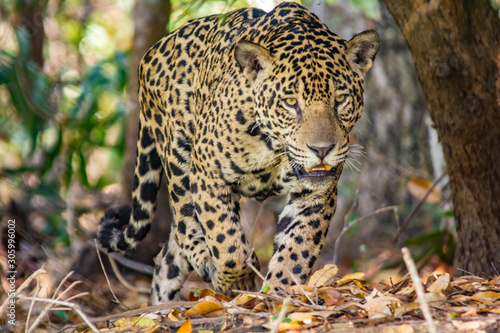 Canvas Print jaguar walking in forest