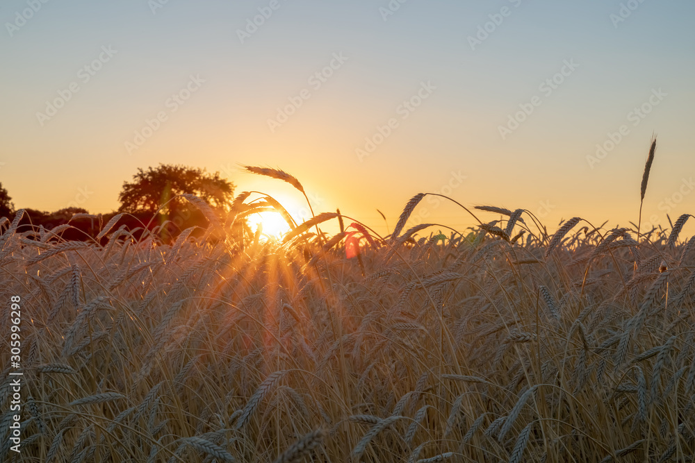ears in a wheat field during the sunset ears in a wheat field during the sunset