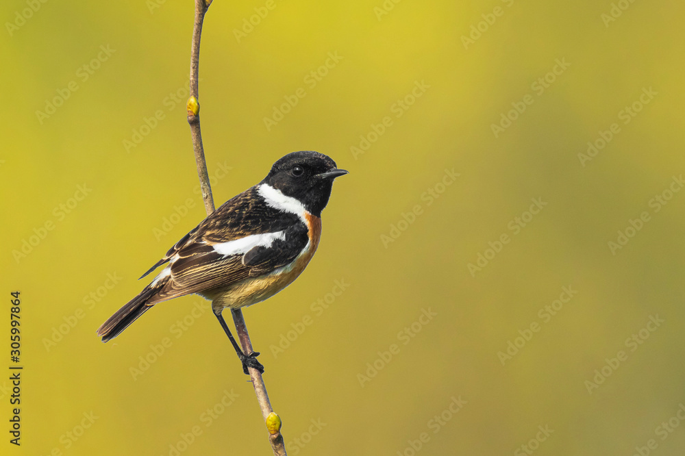 Naklejka premium Stonechat male bird , Saxicola rubicola, perching