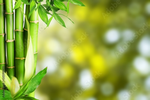 Fototapeta Naklejka Na Ścianę i Meble -  Bamboo stalks on a green blurred background