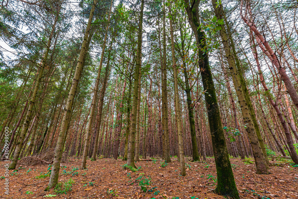 Autumn forest landscape in daylight scenery Autumn forest landscape in daylight scenery