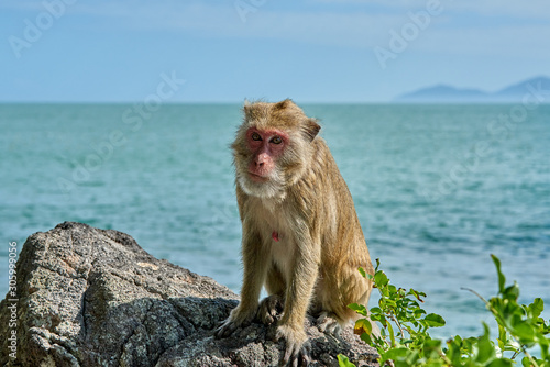 Monkey sits on a stone against the background of the sea © Vladimir