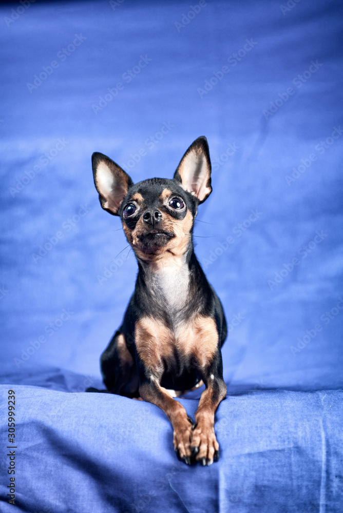 Toy terrier in a photo studio on a blue background.