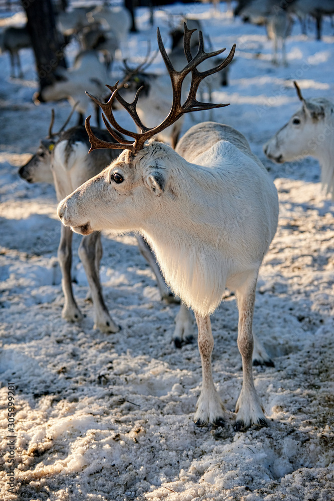 Obraz premium White reindeer turned his head to the right