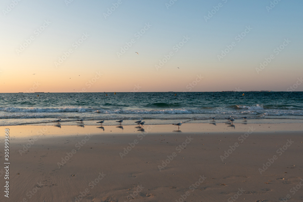 Seagulls standing at the beach close to see waves waiting for sunset