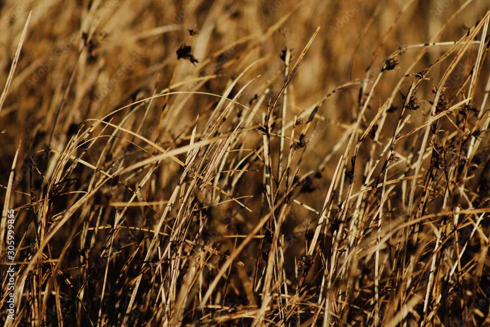 Fototapeta premium Dry grass in field